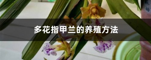 多花指甲兰的养殖方法和注意事项