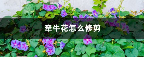 牵牛花怎么修剪